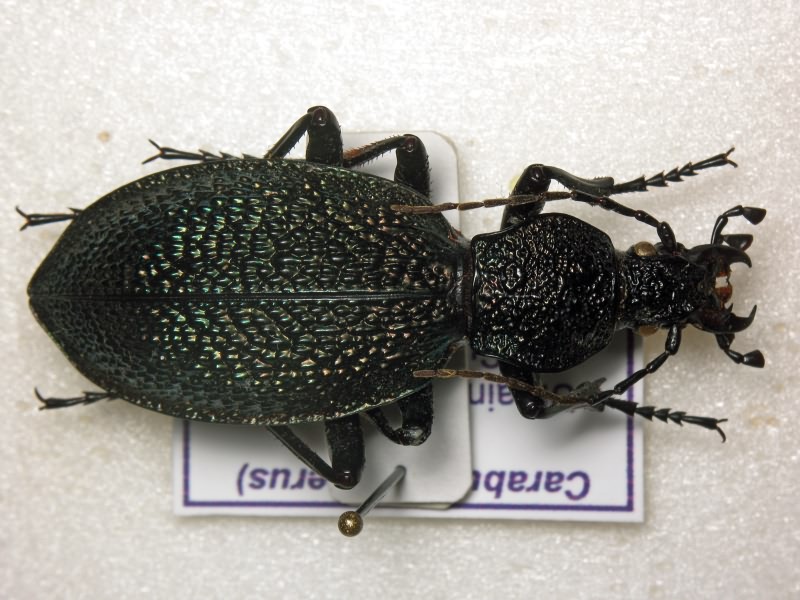 Carabus scabrosus tauricus Bonelli, 1810